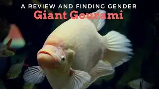 Huge and Most Beautiful Aquarium Fish...