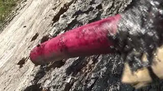 Poke Berry Stain