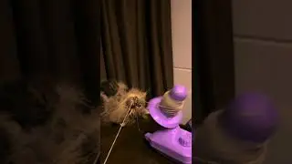 POV: Yarn Winding #crochet #cats #yarn #pets