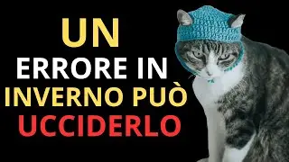 I veterinari implorano: smettete questo errore invernale mortale per i gatti