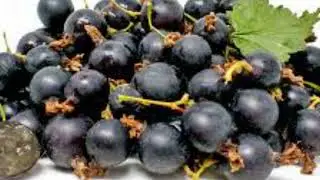 The jostaberry (Ribes &times; nidigrolaria) is a complex-cross fruit