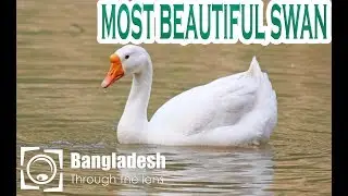 Beautiful swan | White geese | Amazing swan | Big bird