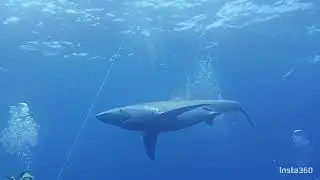 Second day of shark diving. Part 4 of 5.