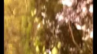 biotopo neofundulus-patriciae