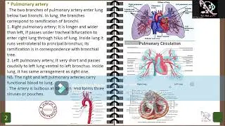 06. Cardiovascular system veterinary anatomy (accessory 2)