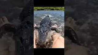 like and subscribe. A dangerous crocodile attacks a fisherman