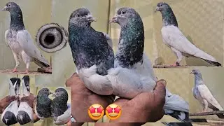 Original Chandakhani😱Maili Aankh Ke Bhure Golden🤩Bhure Bajre Rampuri Kabootar. Pramod Bhai 🥳