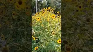 Beautiful Sunflower Flower 🌼#sunflower #beautiful #shorts#summer#garden #sunflowergarden
