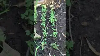 lezizithelo - kale 🥬 seedlings 🌱 #nursery #kale #veggies #seeds #grow #nature #soil