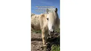 🐴 Help Ponfon Live Pain-Free 🐴