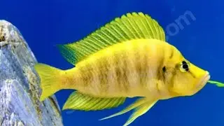 Ders videolarini cektigim odam.