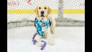 Paws for Purple Hearts | San Jose Barracuda In-Game Video