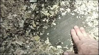 Вологість щепи під навісом.