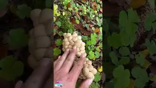 This Mushroom Cluster Looks Like It&rsquo;s About to Hatch&hellip; 🍄🥚🐍#ForestFinds #WeirdMushrooms