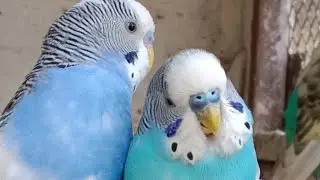 Love Birds | Australian Parrots | Budgies Breeding Pair | Budgies Family🦜🐦😘💕