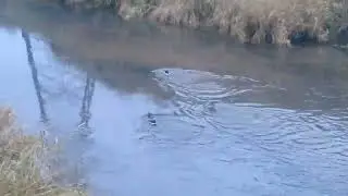 Утята