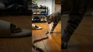 When a Cat Meets a Snake... Only One Walks Away!#Shorts​ #CatVsSnake​ #ShockingMoment​