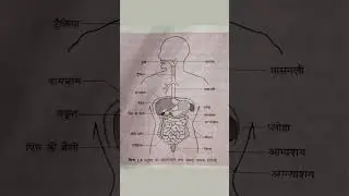 Human alimentary canal #learnclasses