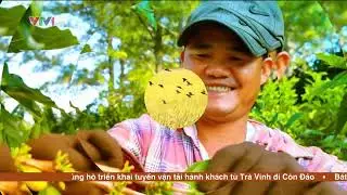 VTV1 - Việt Nam thức giấc - Buổi sáng tại Tổ hợp sản xuất muối và năng lượng tái tạo Ninh Thuận
