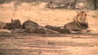African safari tours highlights (Kenya, Tanzania, South Africa, Botswana, Uganda, Zambia, Zimbabwe)