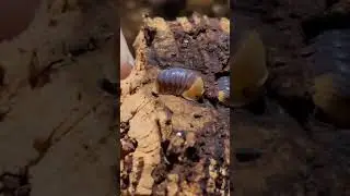 #isopods