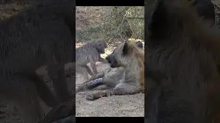 Unlikely friends #Baboon #hyena #wildlife #safari #animals