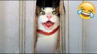 Funny Cute Animal Videos 2023 😅😹🐶 Part 82