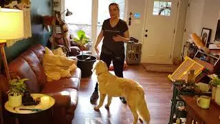 Teach Your Dog 