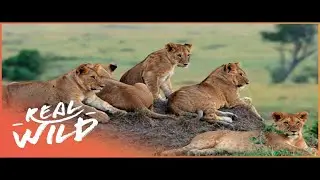 ◄ Lion Pride in Africa&rarr;(wild life)►