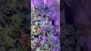 LST clips to train cannabis plants work great! From Amazon