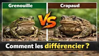Grenouille vs crapaud : Les 10 signes pour ne plus jamais les confondre #grenouille #crapaud