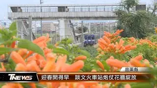 迎春開得早  談文火車站炮仗花牆綻放│T-NEWS聯播網