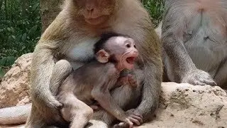 breakheart baby !!! million sad baby cos mum fight cruel while seize baby, Why monkey do? #1