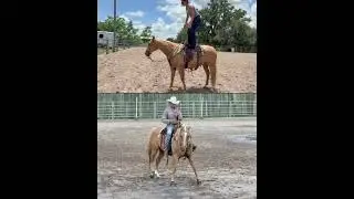Palomino AQHA Gelding For Sale | Thehorsebay.com | Ranch/Trail/Western Pleasure