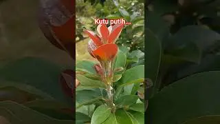 kutu putih bisa menghambat pertumbuhan tanaman#video#shortsfeed#shorts#farmingtips#garden#youtube