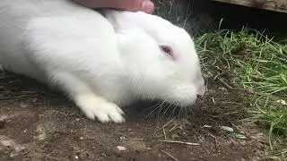 Rabbit Sounds/Distress Happy or Angry Rabbit
