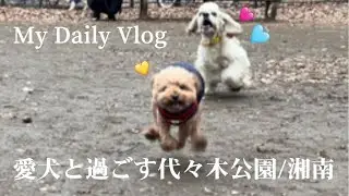 【Vlog】トイプードルとの休日、朝活カフェ、ドッグラン、スタバ、珊瑚礁のカレー、Pacific Drive in