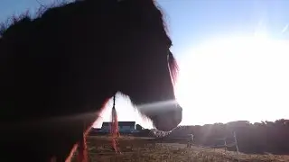 LIVE DEMO - Feral Pony Training