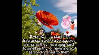 Do poppy flowers have a smell?