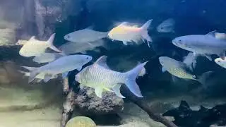 South East Asian Cyprinids Fish #ornamentalfish #SLFish&Dimma