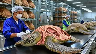Inside the Turtle Shell Factory &ndash; The Dramatic Transformation from Raw Shell to Luxury Fashion