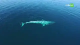 Каких  размеров может достигать сердце и язык Синих китов (Blue whale) &mdash; Balaenoptera musculus ?