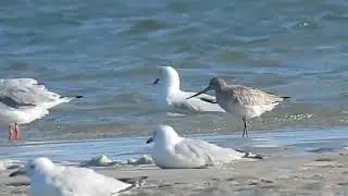 Bartailed Godwit