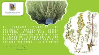 Seminario Artemisia campestris subsp. Inhibe la replicaci&oacute;n del VIH-1 in vitro