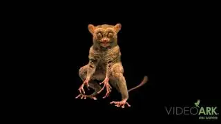 A Horsfield&rsquo;s tarsier (Cephalopachus bancanus borneanus) at Taman Safari in Indonesia.
