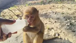 Hungry monkey feeding milk 🍼🥛
