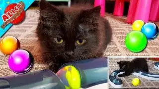 Маленький котенок подрос, но любит новые игрушки, а Алис показывает свои игрушки:) Передаем приветы!