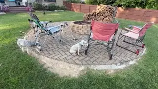 Busy Week Ahead | Life With Schnauzers