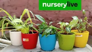 Nurserylive Free Plants Unboxing