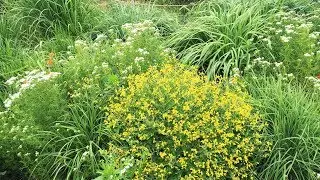 NATIVE PLANTING - ECOLOGICAL PLANTING - GARDENING FOR BUTTERFLIES
